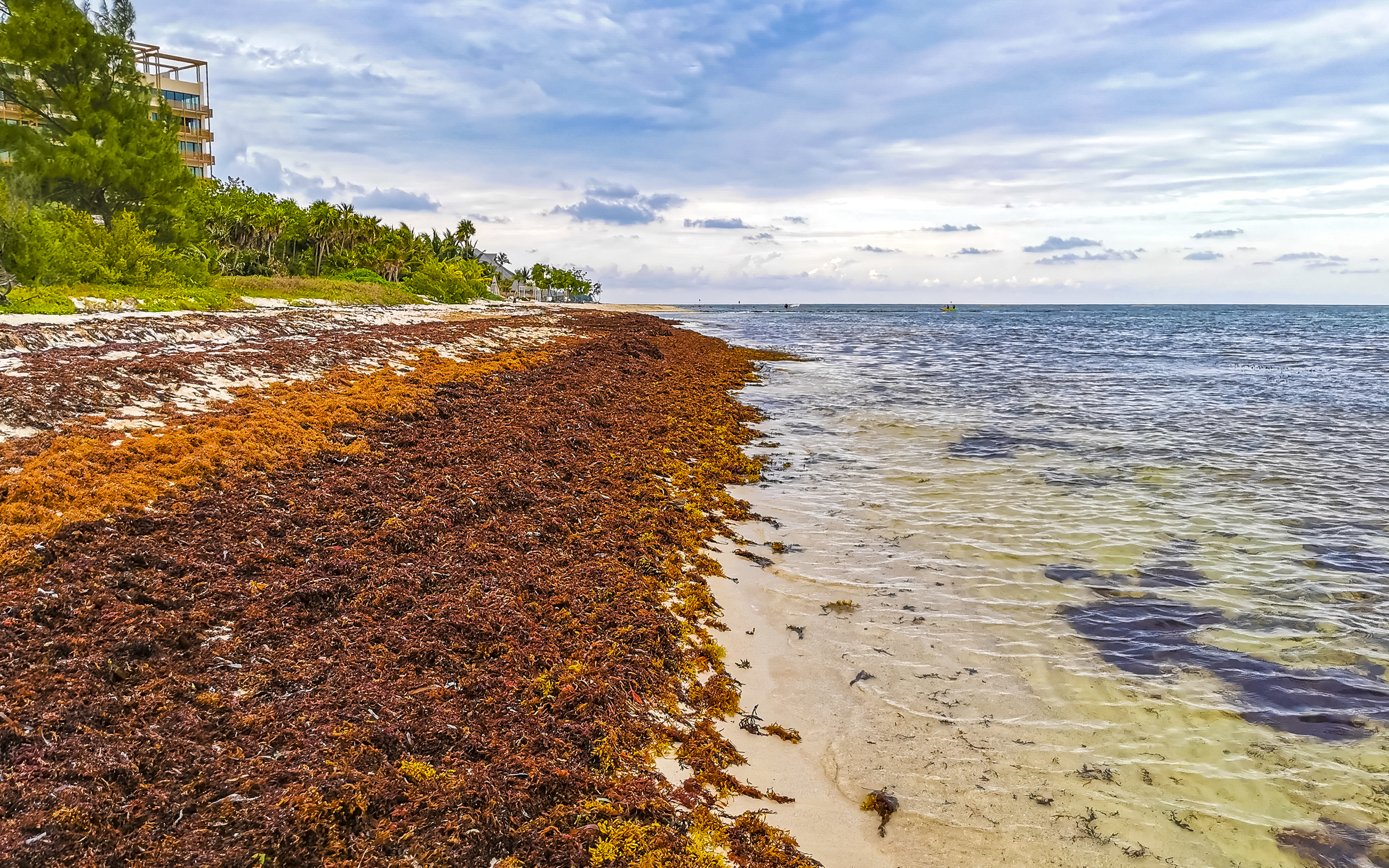 Ascophyllum Nodosum - Brow Seaweed for teeth cleaning