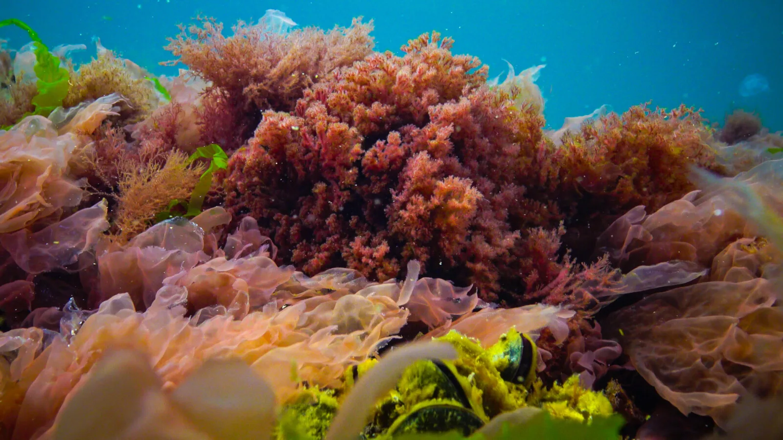 seaweed