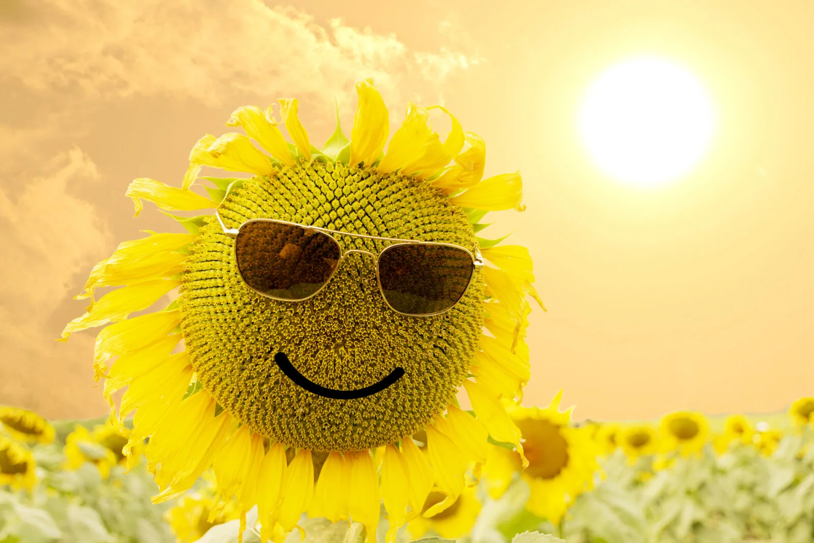 sunflower Picture of sunshine