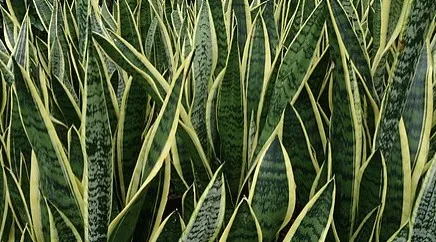 Screenshot 2025-01-21 at 11.07.51 image of a plant that can reduce emf exposure